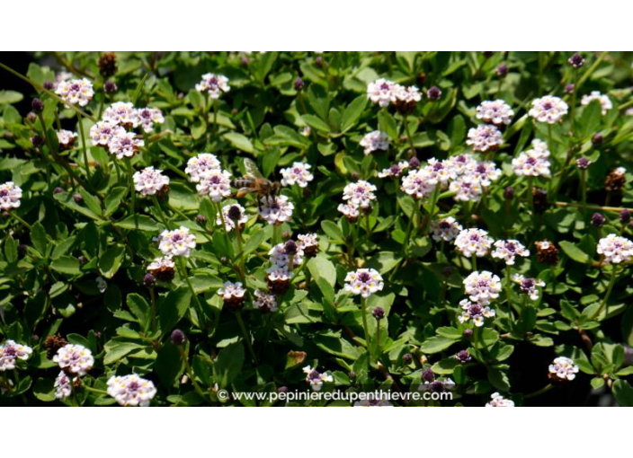 PHYLA nodiflora - Été