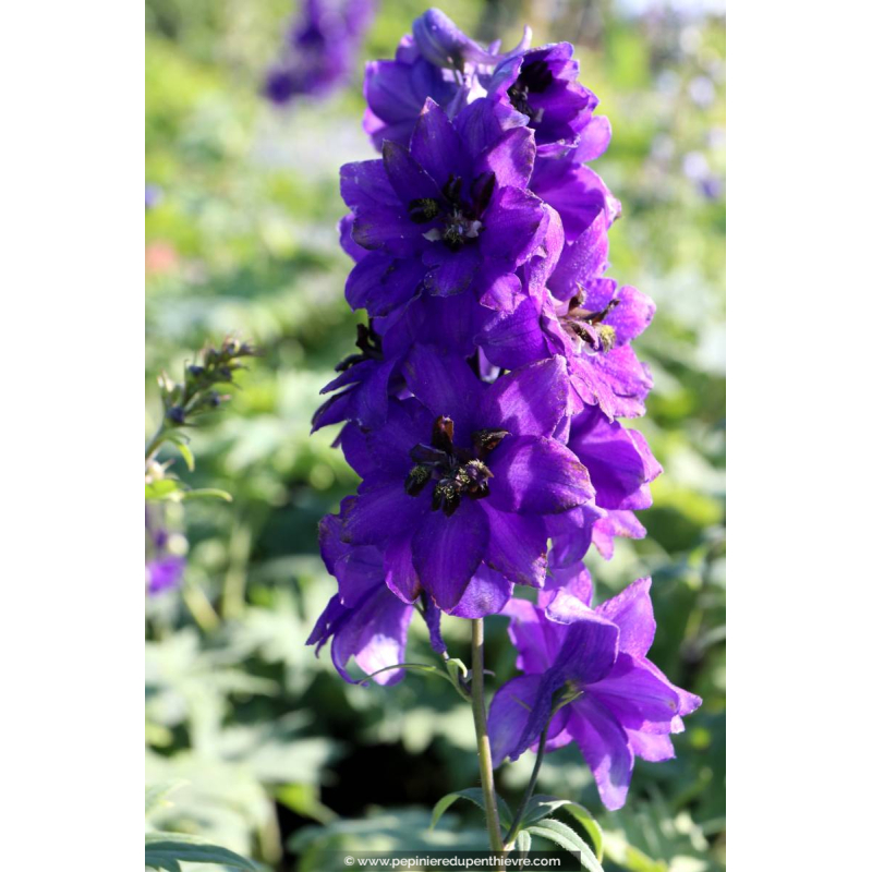 DELPHINIUM pacific-giant 'Black Knight'