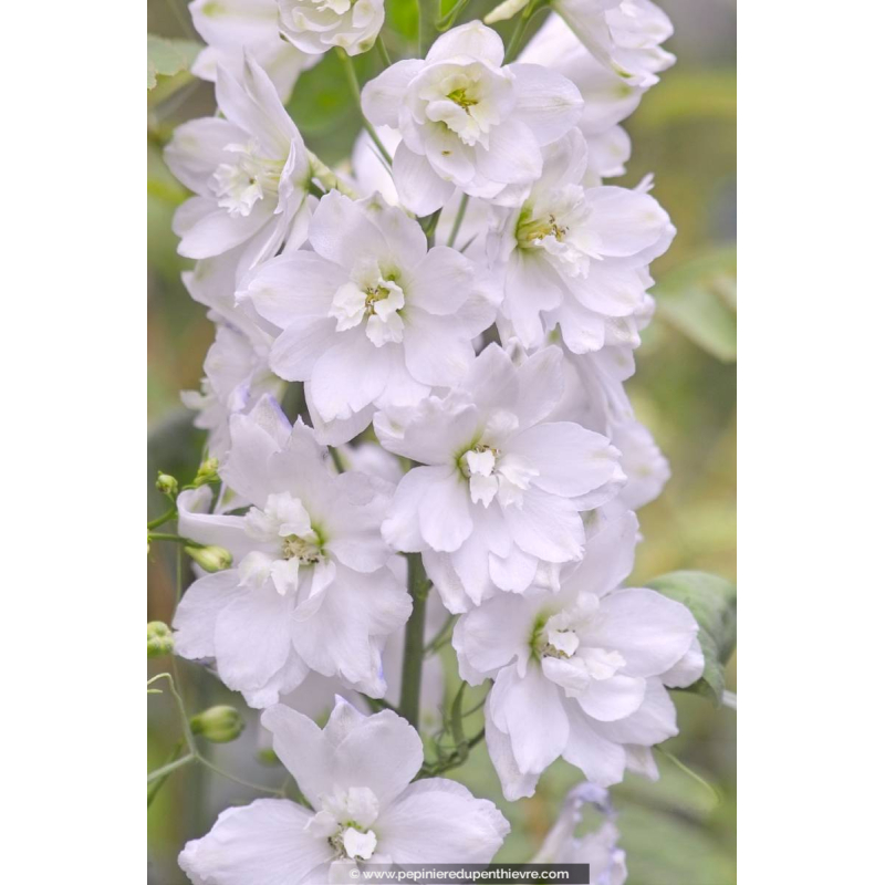 DELPHINIUM pacific-giant 'Galahad'