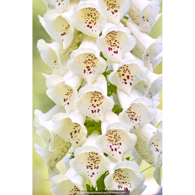 DIGITALIS purpurea 'Alba' ou Digitale blanche - Pépinière du Penthièvre