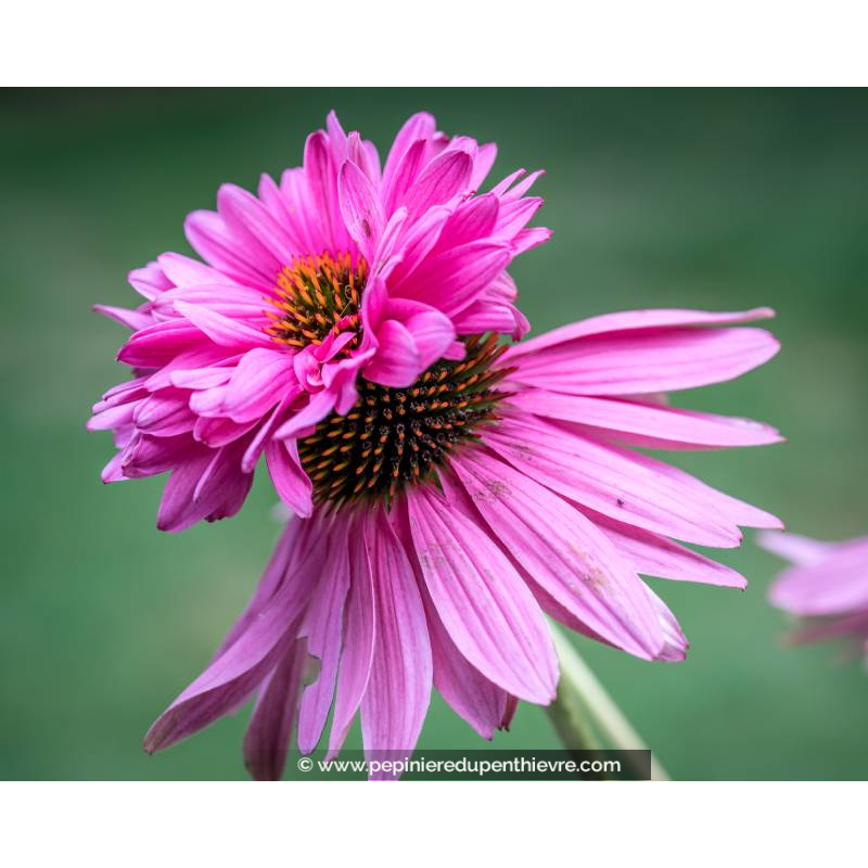 ECHINACEA purpurea 'Double Decker'