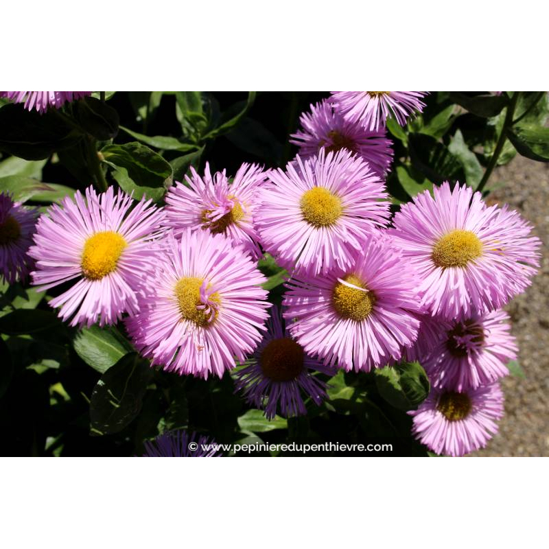 ERIGERON speciosus 'Rosa Juwel'