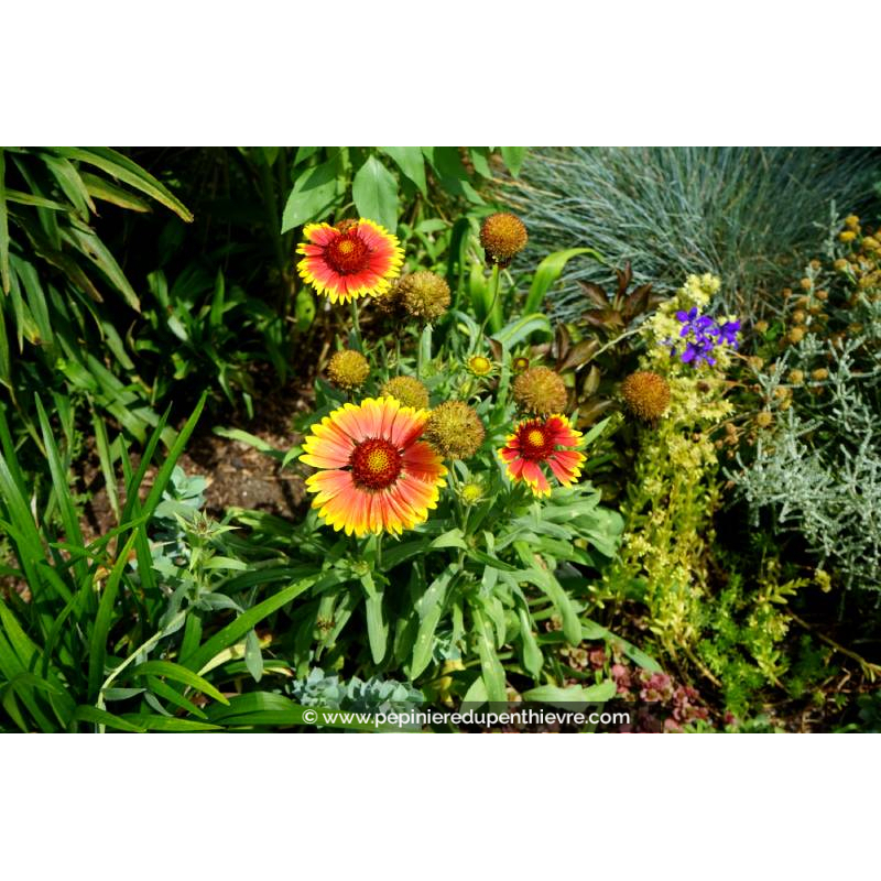 GAILLARDIA grandiflora 'Kobold'