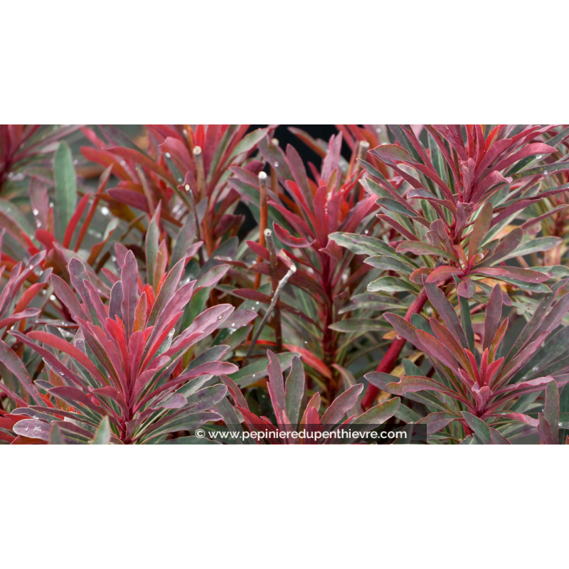 EUPHORBIA 'Miner's Merlot', Euphorbe rouge pourpre - Pépinière du Penthièvre