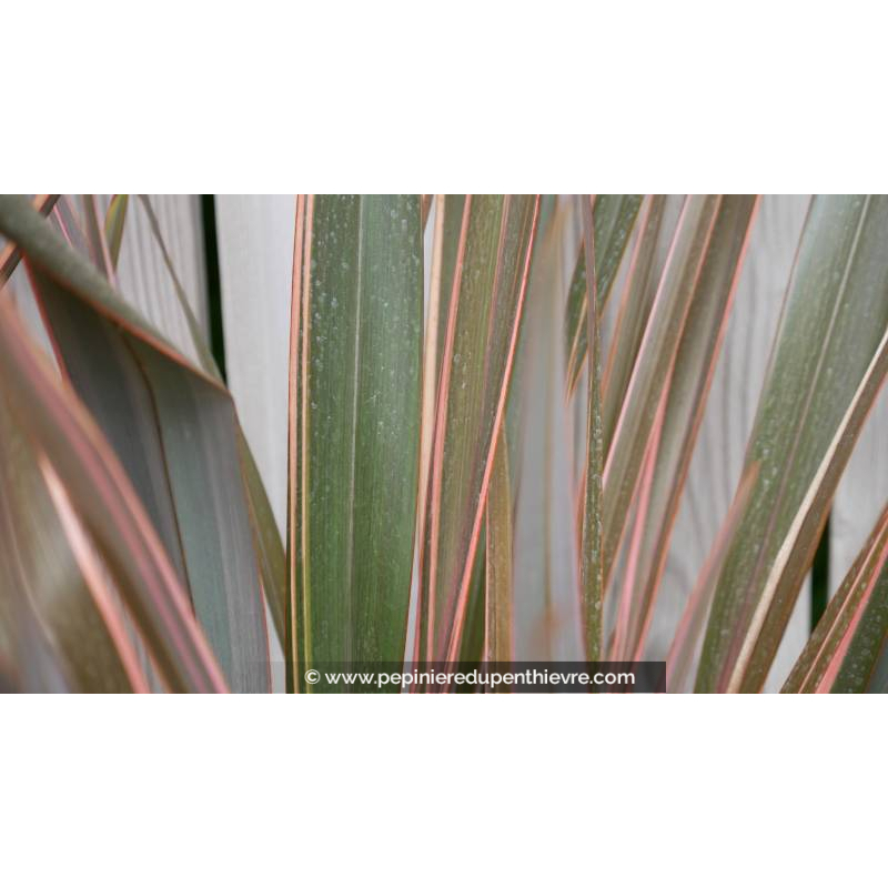 PHORMIUM 'Sundowner'