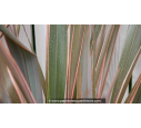 PHORMIUM 'Sundowner'