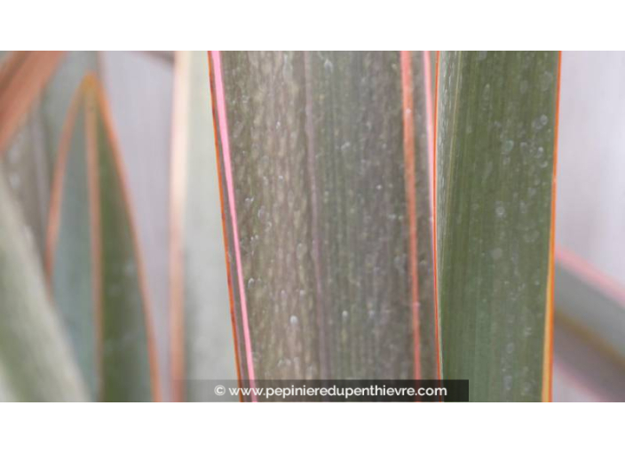 PHORMIUM 'Sundowner'