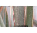 PHORMIUM 'Sundowner'