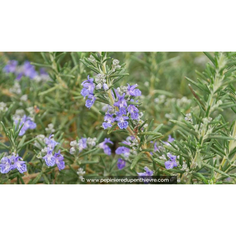 ROSMARINUS officinalis 'Corsican Blue'