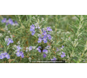 ROSMARINUS officinalis 'Corsican Blue'