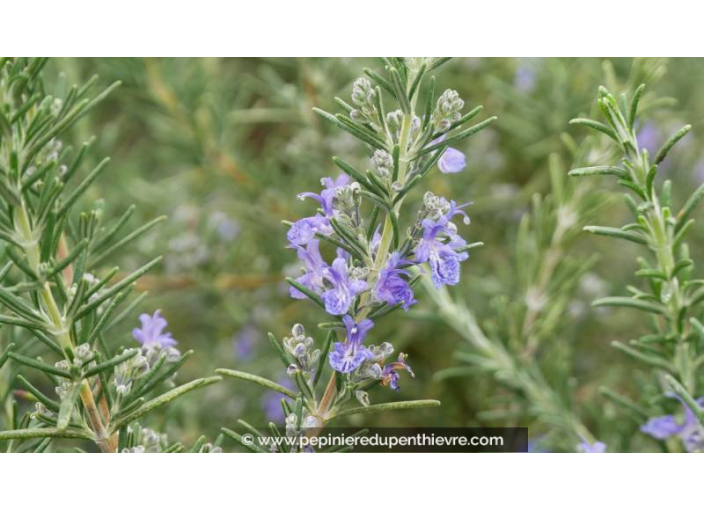 ROSMARINUS officinalis 'Corsican Blue'