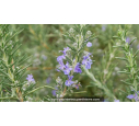ROSMARINUS officinalis 'Corsican Blue'