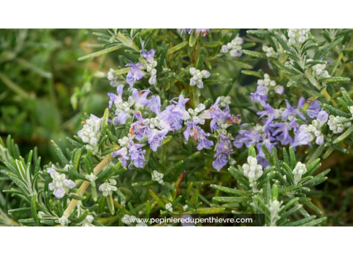 ROSMARINUS officinalis 'Pointe du Raz'