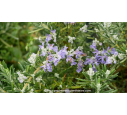 ROSMARINUS officinalis 'Pointe du Raz'