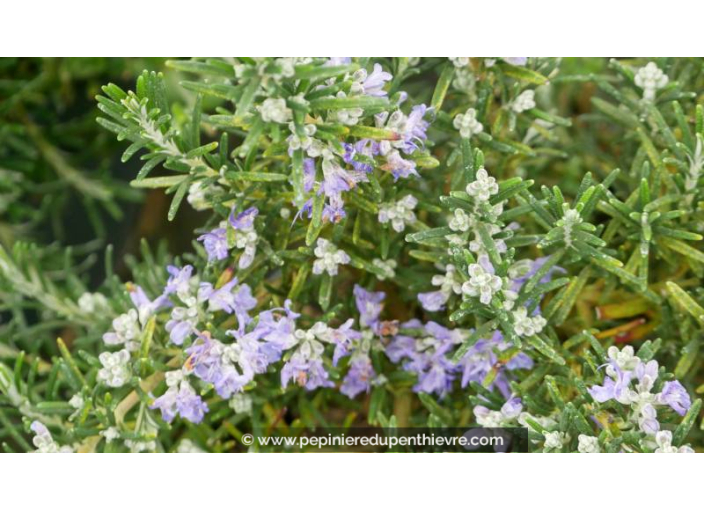 ROSMARINUS officinalis 'Pointe du Raz'