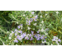 ROSMARINUS officinalis 'Pointe du Raz'