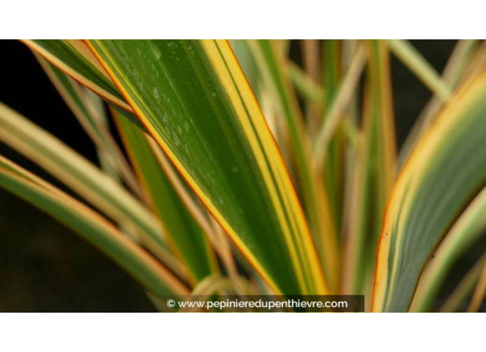 PHORMIUM 'Golden Ray'