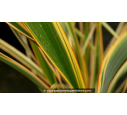 PHORMIUM 'Golden Ray'
