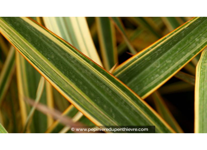 PHORMIUM 'Golden Ray'