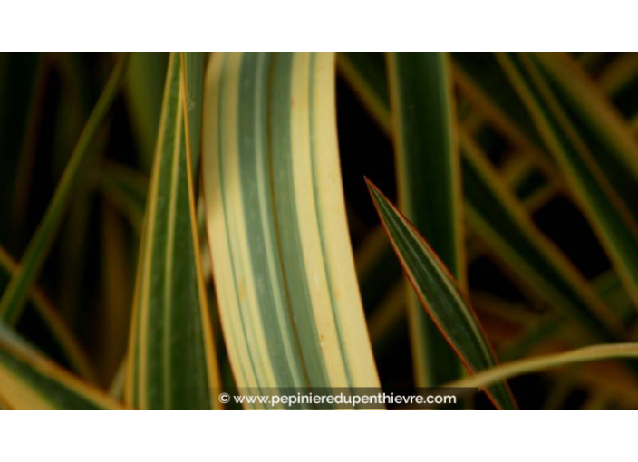 PHORMIUM 'Golden Ray'