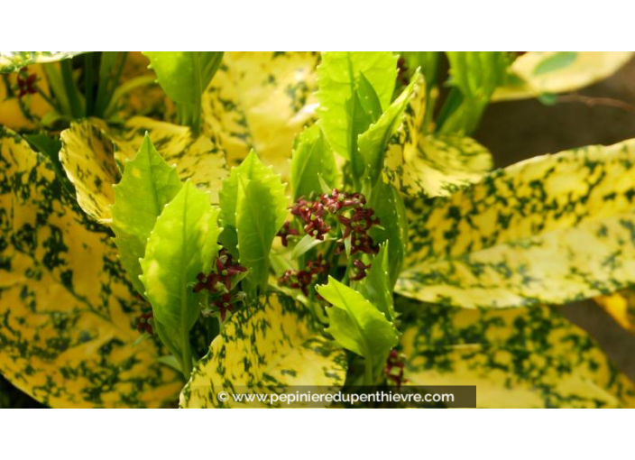 AUCUBA japonica 'Crotonifolia'