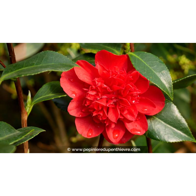 CAMELLIA japonica 'Volcano' - Printemps