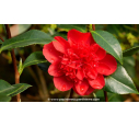 CAMELLIA japonica 'Volcano' - Printemps