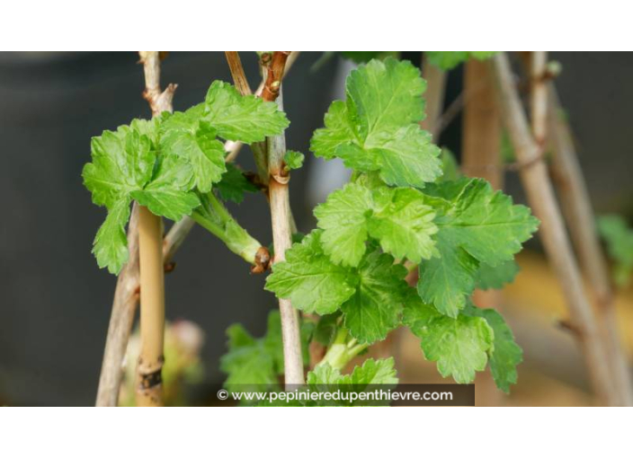 CASEILLIER 'Josta', RIBES x, cassis groseille - Pépinière du Penthièvre