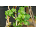 CASEILLIER 'Josta', RIBES x, cassis groseille - Pépinière du Penthièvre