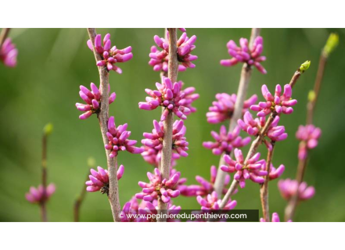 CERCIS chinensis 'Avondale', fleur rose vif - Pépinière du Penthièvre