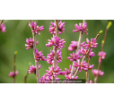 CERCIS chinensis 'Avondale', fleur rose vif - Pépinière du Penthièvre