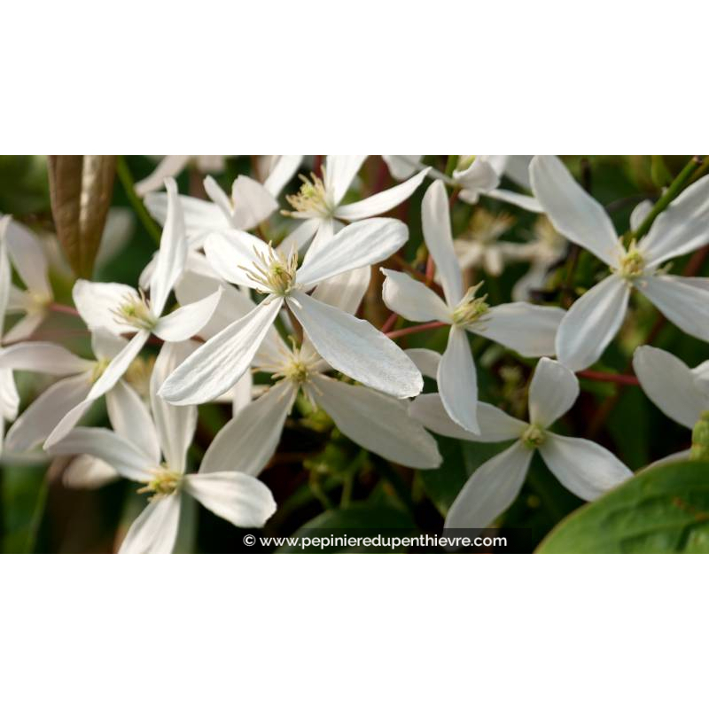 CLEMATIS armandii 'Snowdrift' - Printemps