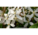 CLEMATIS armandii 'Snowdrift' - Printemps