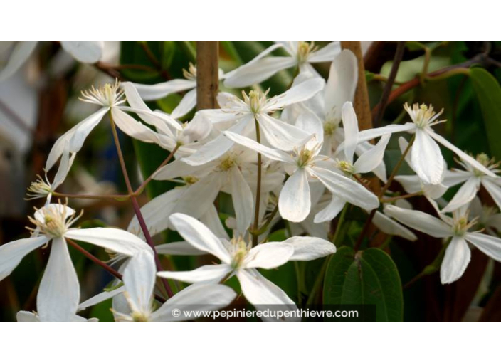 CLEMATIS armandii 'Snowdrift' - Printemps