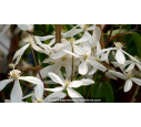 CLEMATIS armandii 'Snowdrift' - Printemps