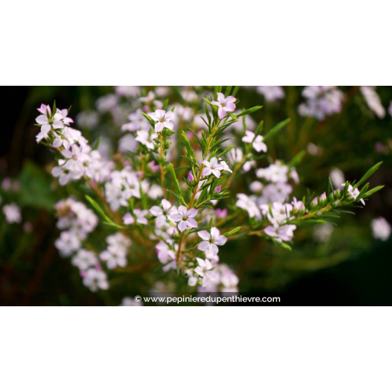 DIOSMA hirsuta 'Pink Fountain' - Hiver