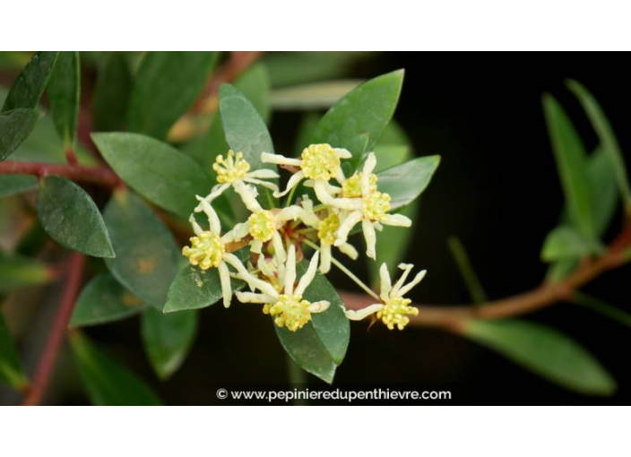 DRIMYS aromatica (mâle) - Printemps