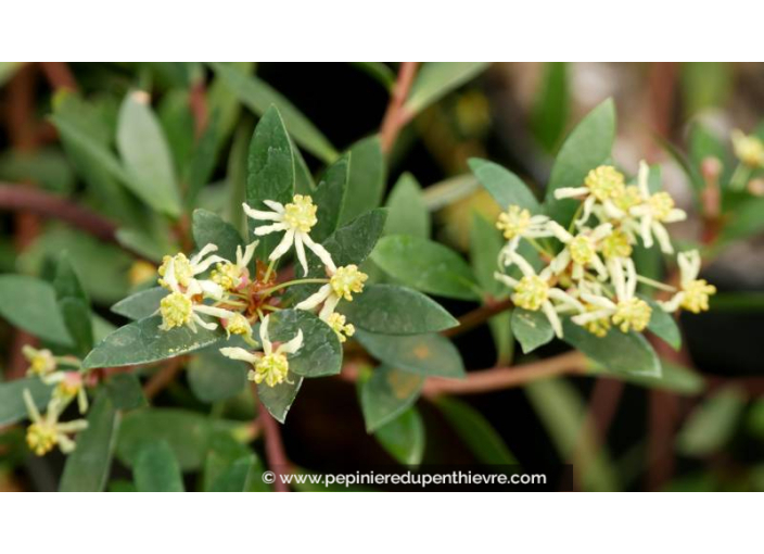 DRIMYS aromatica (mâle) - Printemps