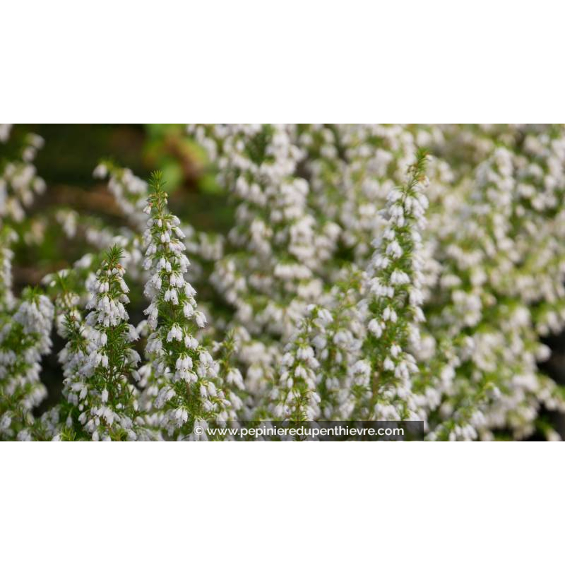 ERICA arborea 'Pink Joy' - Hiver