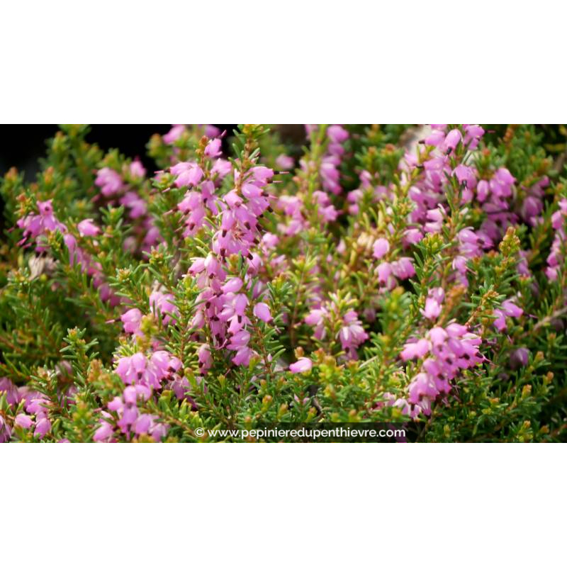 ERICA x darleyensis 'Mary Helen' - Hiver