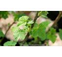 GROSEILLIER à grappes rouges 'Junifer' - Printemps