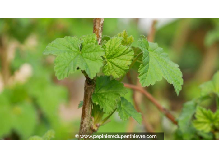 GROSEILLIER à grappes rouges 'Junifer' - Printemps