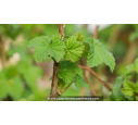 GROSEILLIER à grappes rouges 'Junifer' - Printemps