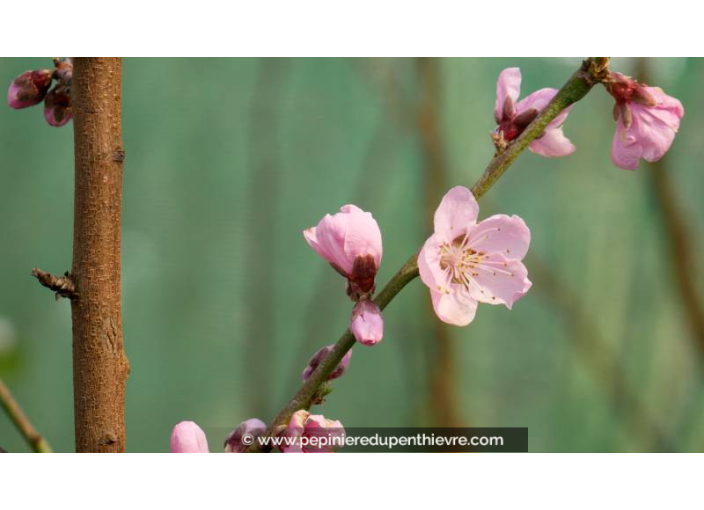 NECTARINIER 'Nectarose' - Printemps