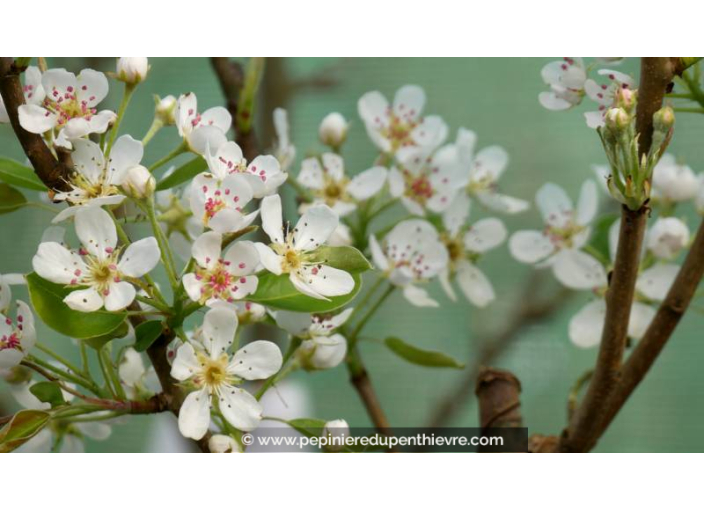POIRIER 'Duchesse d'Angoulême' - Printemps