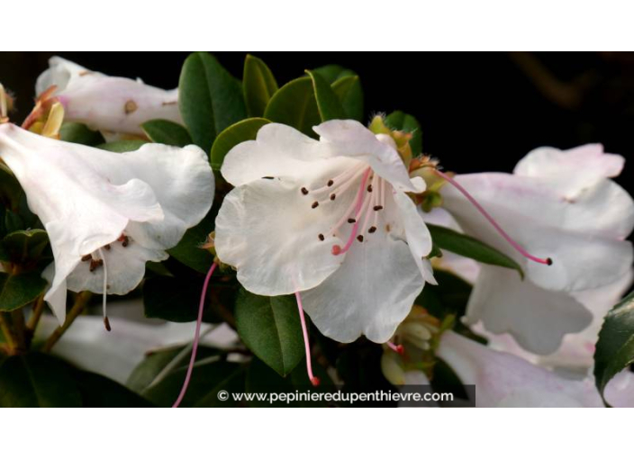 RHODODENDRON nain 'Cilpinense' (blanc rose)