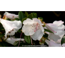 RHODODENDRON nain 'Cilpinense' (blanc rose)