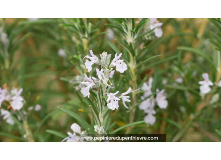 ROSMARINUS officinalis - Printemps