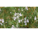 ROSMARINUS officinalis - Printemps