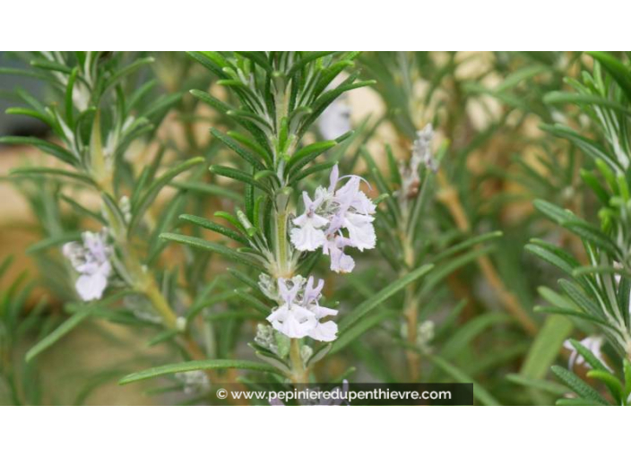 ROSMARINUS officinalis - Printemps